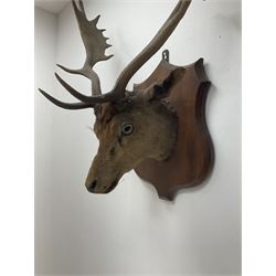Taxidermy: Fallow Deer (Dama dama), neck mount looking straight ahead, mounted upon wooden shield, together with another example, young buck/female, mounted upon wooden shield. (2). 