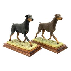 Border Fine Arts Doberman Pinscher, black with brown markings, limited edition 279 of 500 modelled by Elizabeth Waugh, with plinth H20.5cm, together with Border Fine Arts Doberman Pinscher, dark brown with light brown markings, limited edition 297 of 500 modelled by Elizabeth Waugh, with plinth H20.5cm