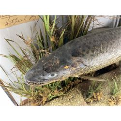 Taxidermy: Brown trout (Salmo trutta), preserved by John Cooper & Sons, 28 Radnor Street, St Luke's, London, skin mount set above a pebbled river bed with reeds and grasses, set against blue painted back drop, inscription to the back drop 'Trout caught by Rev R.S. Ricketts at Kirkham Bridge July 1st 1890, artificial fly, weight 1.5lb', L50cm H26cm 