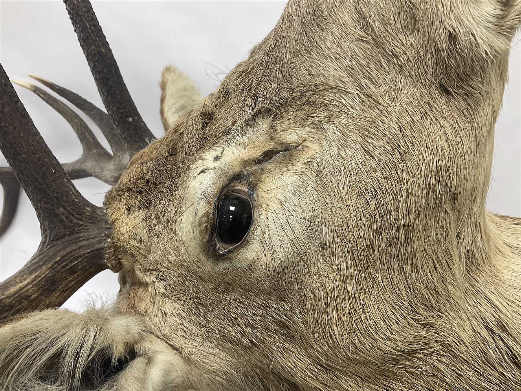 Taxidermy: Red Deer (Cervus elaphus), adult male imperial stag shoulder mount looking straight ahead, ten point antlers, mounted upon a shaped wooden shield, D65cm