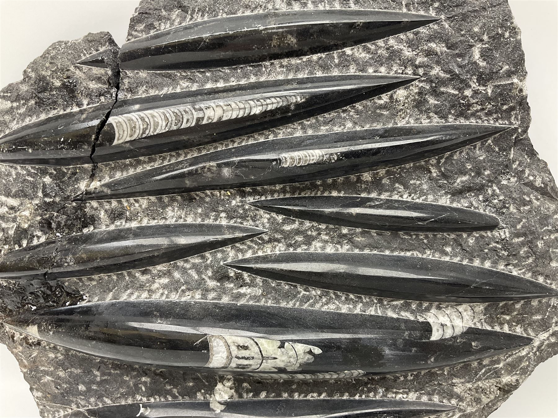 Orthoceras fossil group, age: Devonian period, H33cm, L30cm