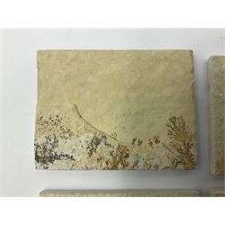 Six dendrite crystals each in an individual sandstone plaque, each plaque H6cm, L8cm