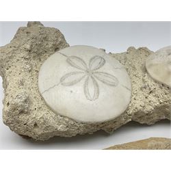 Two Scutella echinoids in a matrix, age; Oligocene period, location; Dinan France, together with a trilobite in matrix, and three other fossils  