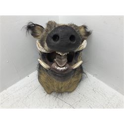 Taxidermy: African bushpig (Potamochoerus larvatus), male shoulder mount looking straight ahead, with mouth agape,  D55cm