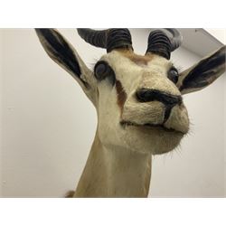 Taxidermy: South African springbok (Antidorcas Marsupialis) adult male shoulder mount looking to the right, D41cm