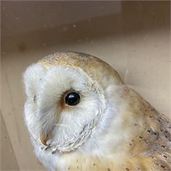 Taxidermy: Victorian cased Barn Owl (Tyto alba), full adult mount perched upon a tree stump amidst a natural setting, encased with an green single- glass display case, H46cm, L39cm, D17cm 