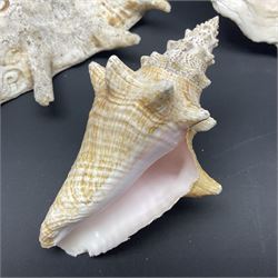 Conchology: selection of conch shells, to include horned examples, largest H17cm, L24cm