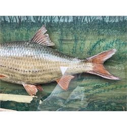 Taxidermy: Cased Rudd (Scardinius) adult mount set above a pebbled river bed, encased within a ebonised single pane display case, H30cm, L46cm