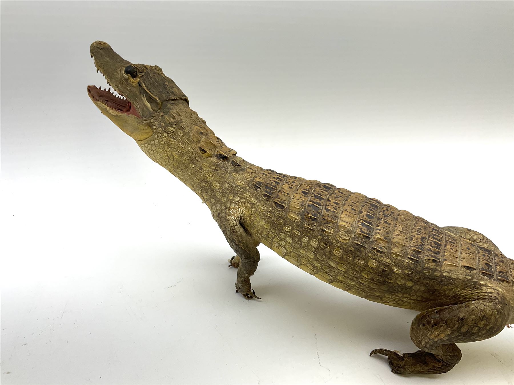 Taxidermy: Spectacled Caiman (Caiman crocodilus), H16cm, L64cm.