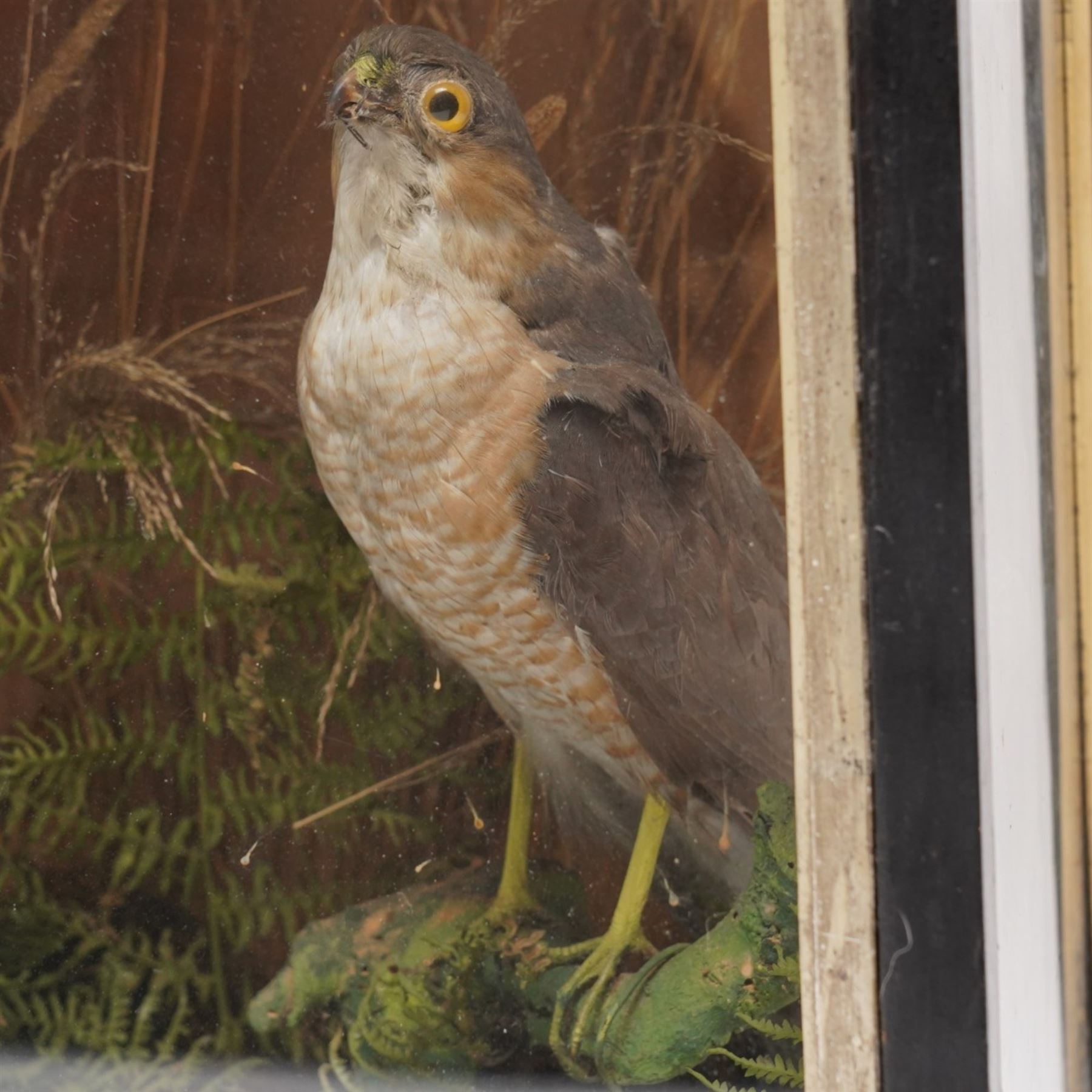 Taxidermy - Victorian pair of Eurasian Sparrow Hawks (Accipiter Nisus), male and female full mounts, modelled upon a naturalistic setting, within an ebonised display case
