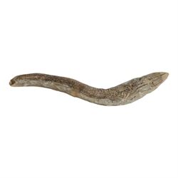 Fossilised fish specimen, Aspidorhynchus Compotoni (Garfish), age; Cretaceous Period, location; Santana Formation, Brazil, L54cm
