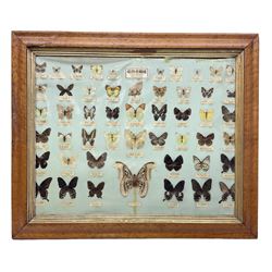 Taiwanese butterfly identification poster inscribed 