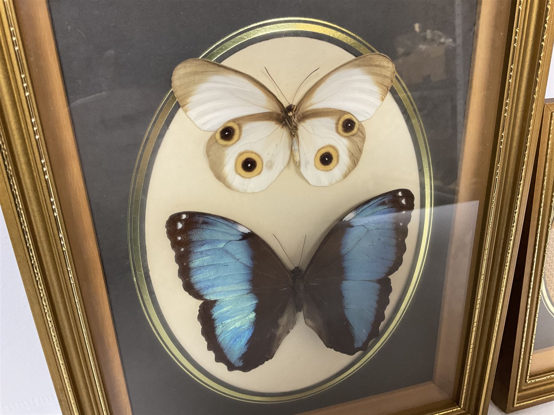Entomology: Twelve framed displays contain thirteen specimens of tropical moths and butterflies, each mounted within gilt wall hanging picture frames of various sizes, specimens including Morpho Godarti, Caligo idomeneus, Cisseis morpho, Cathosia biblis etc, largest L35cm W30cm 