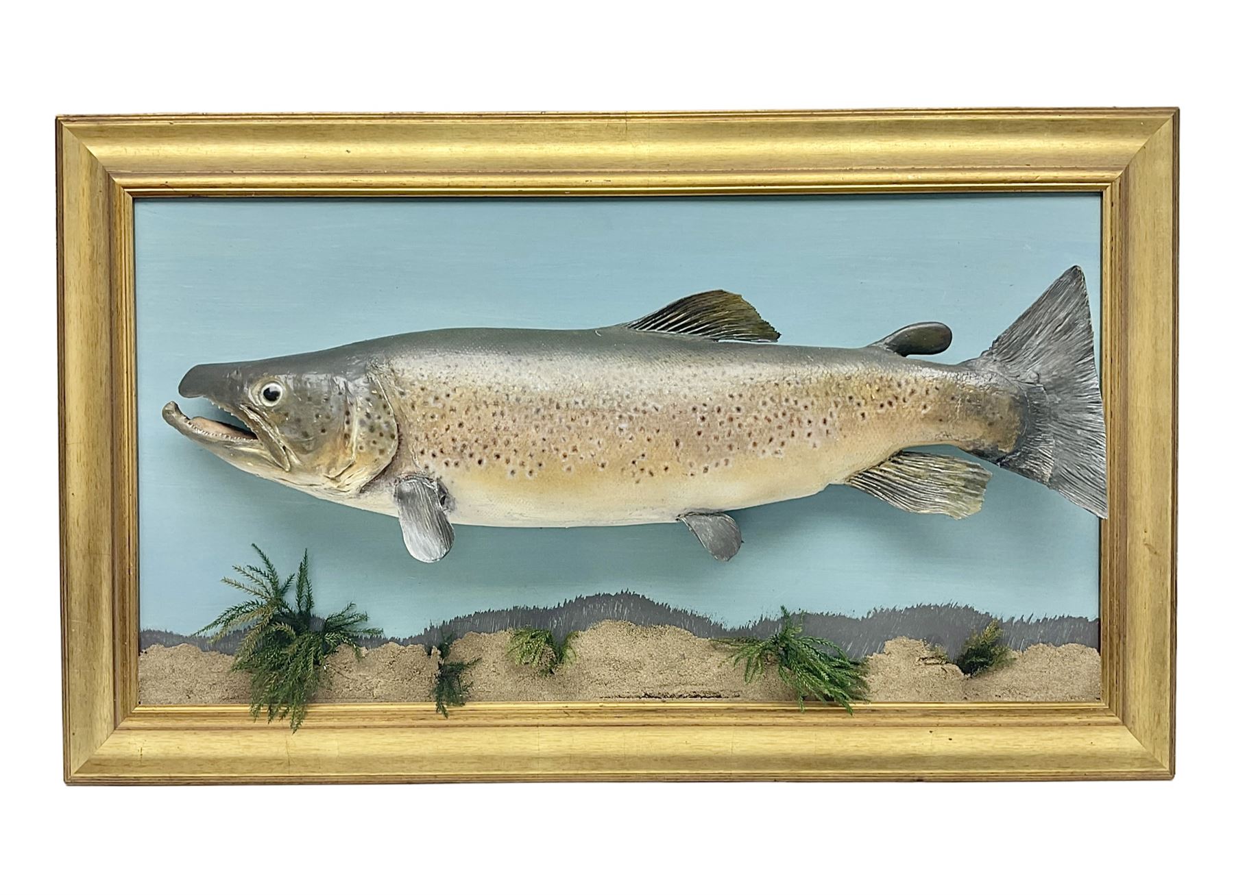 Taxidermy: Brown trout (Salmo trutta), skin mount on open display set against blue painted back drop with a gilt frame, H55cm, L89cm 