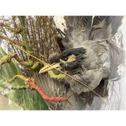 Taxidermy; large Victorian domed taxidermy diorama study of birds, with seventeen specimens including Ring Necked Parakeet, Blue Winged Warbler and Blackbird, the glass dome upon an ebonised wooden base, H77cm, W44cm