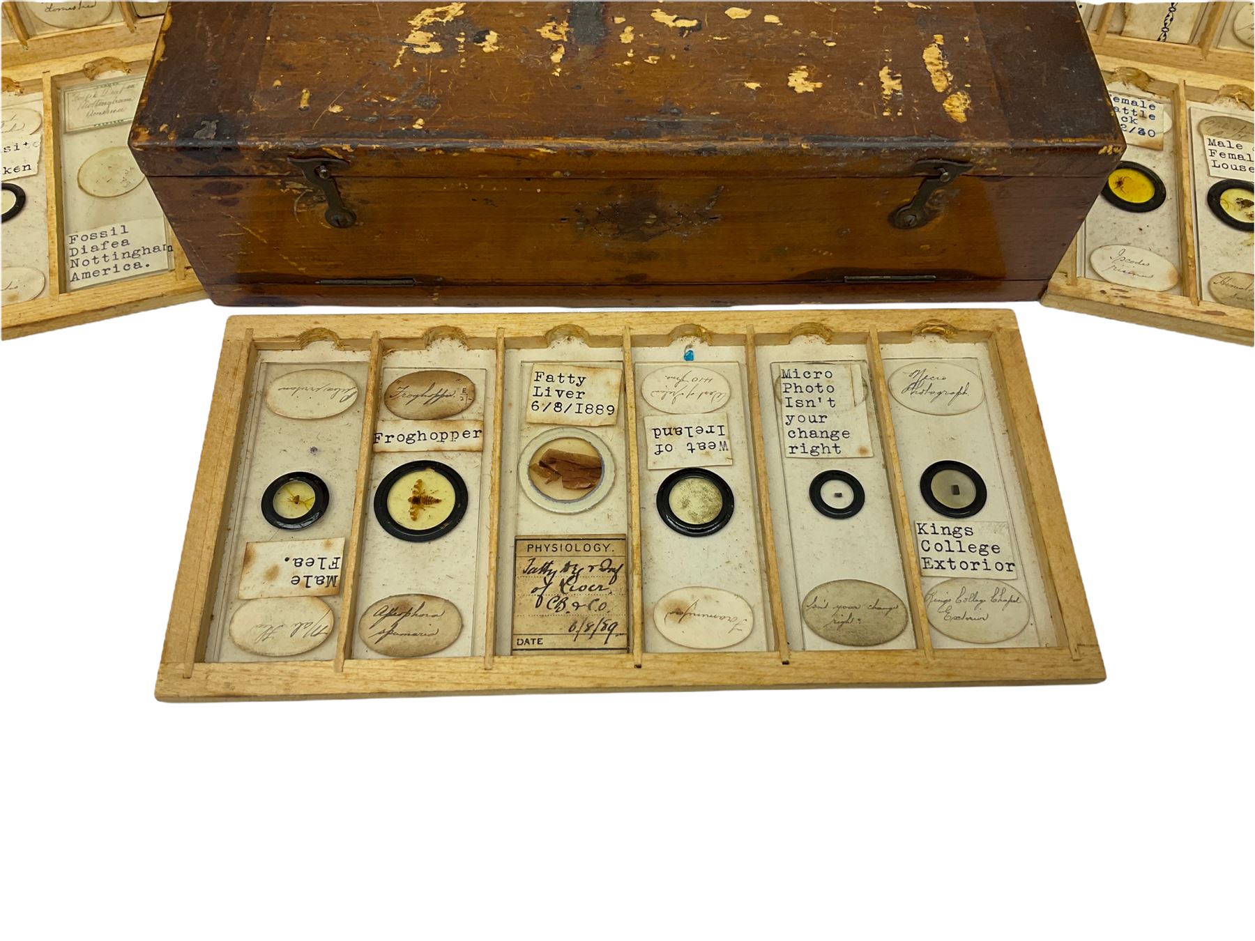 19th century and later, thirty-six microscope slides, to include entomology and plant specimens; cased    