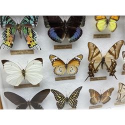 Entomology: Glazed entomology collector's drawer display of various butterflies and moths, thirty assorted specimens, each with attached data labels including Rainbow Tailed moth, Archduke butterfly, Blue-Banded King Crow butterfly, Dark Swordtail butterfly etc, and six other framed entomology specimens, largest H28cm D4cm W26cm 