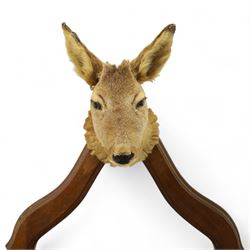 Early 20th-century taxidermy decorated wall-mounted gun rack, shaped oak frame fitted with used shotgun cases and mounted with hooves designed to hold shotguns horizontally, surmounted with a taxidermy deer head 