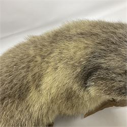 Taxidermy: Alpine Marmot (Marmota marmota), full adult mount stood upon a wooden base, H29cm 