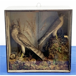 Taxidermy: Victorian cased pair of Sparrowhawks (Accipiter nisus), one perched upon kill, in naturalistic setting with lichen, moss, tall grasses and fern, set against a pale blue painted backdrop, enclosed within an ebonized single pane display case, H47cm L47cm D18cm 