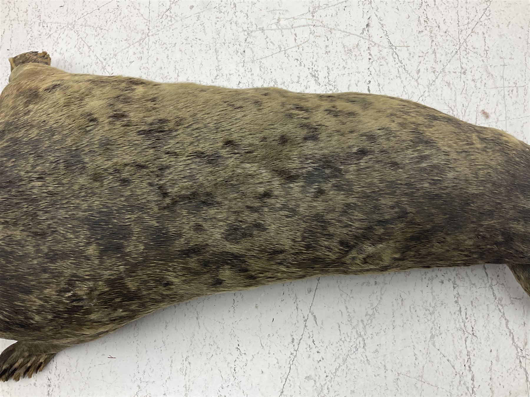 Taxidermy: early 20th century Common seal (Phoca Vitulina), full mount young adult, in a swimming pose, L115cm 