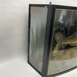 Taxidermy; Cased Mirror Carp (Cyprinus carpio carpio) a large preserved skin mount 
in a naturalistic setting set against blue painted back drop, enclosed within a glass bow fronted case, the interior bearing a label 'Carp Redmire Lake 12 lb 4 oz Oct 67' H42 cm W87 cm D27 cm