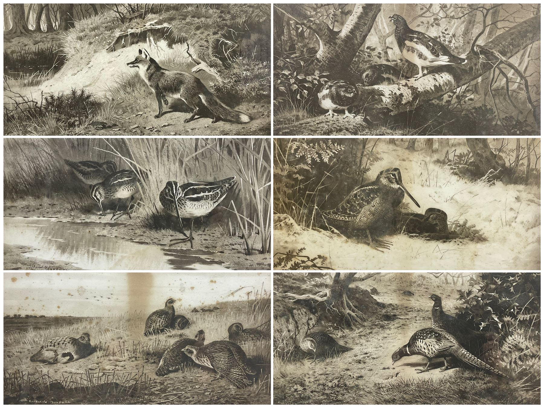 After Archibald Thorburn (Scottish 1860-1935): 'Snipe' 'Partridge' 'Ryper' 'Woodcock' 'Pheasant' 'The First Far-Away Echo' and Grouse, set nine black and white prints pub. Swan Electric Engraving co. c.1896, three signed in pencil 24cm x 41cm (9)