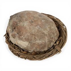 Dendroolithus sp (Hadrosaur) dinosaur egg age; Cretaceous period, location Gobi desert, Mongolia, L20cm