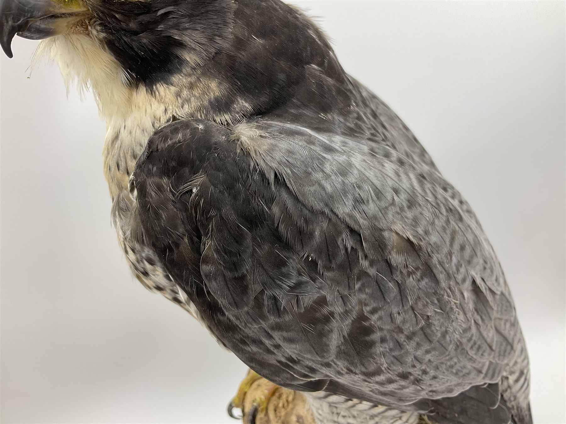 Taxidermy: Victorian cased Peregrine Falcon (Falco peregrinus), full female mount  stood atop a tree stump in a naturalistic ground, enclosed beneath a period oval glass dome with ebonised base, raised upon four bun feet, H54cm D20cm W34cm