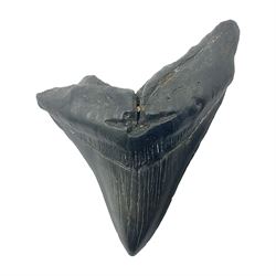 Black Megalodon (Otodus Megalodon) tooth fossil, age; Miocene period, H7cm, W9cm