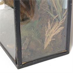 Taxidermy: late Victorian cased European Otter (Lutra lutra), full adult amount with head turning to the front with mouth open faux rock, upon soil covered groundwork, set against a pale blue painted back drop, enclosed within an ebonised three pane glass case, 