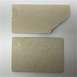 Two fossilised fish (Knightia alta) each in an individual matrix, age; Eocene period, location; Green River Formation, Wyoming, USA, largest matrix H8cm, L16cm