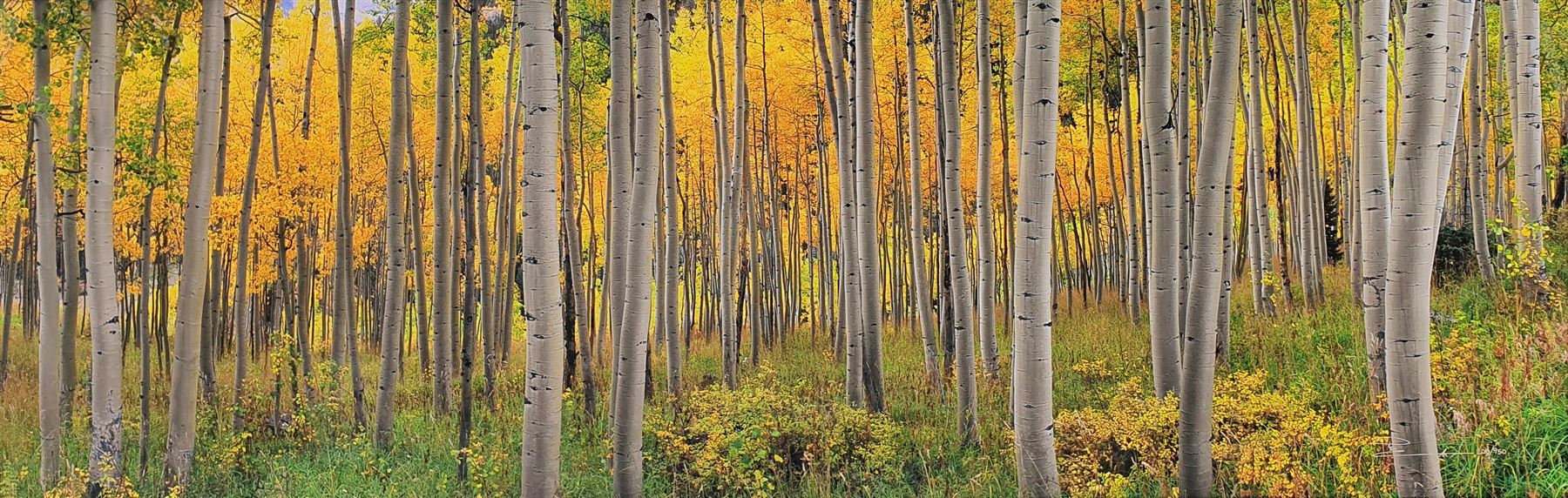 Peter Lik (Australian 1959-): 'Golden Dawn', limited edition ilfochrome photoprint signed and numbered 200/950, 49cm x 148cm