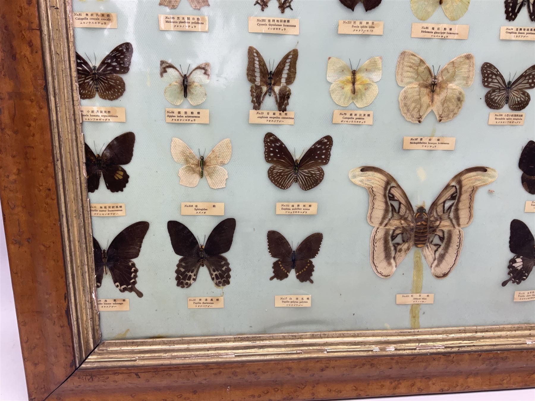 Taiwanese butterfly identification poster inscribed 