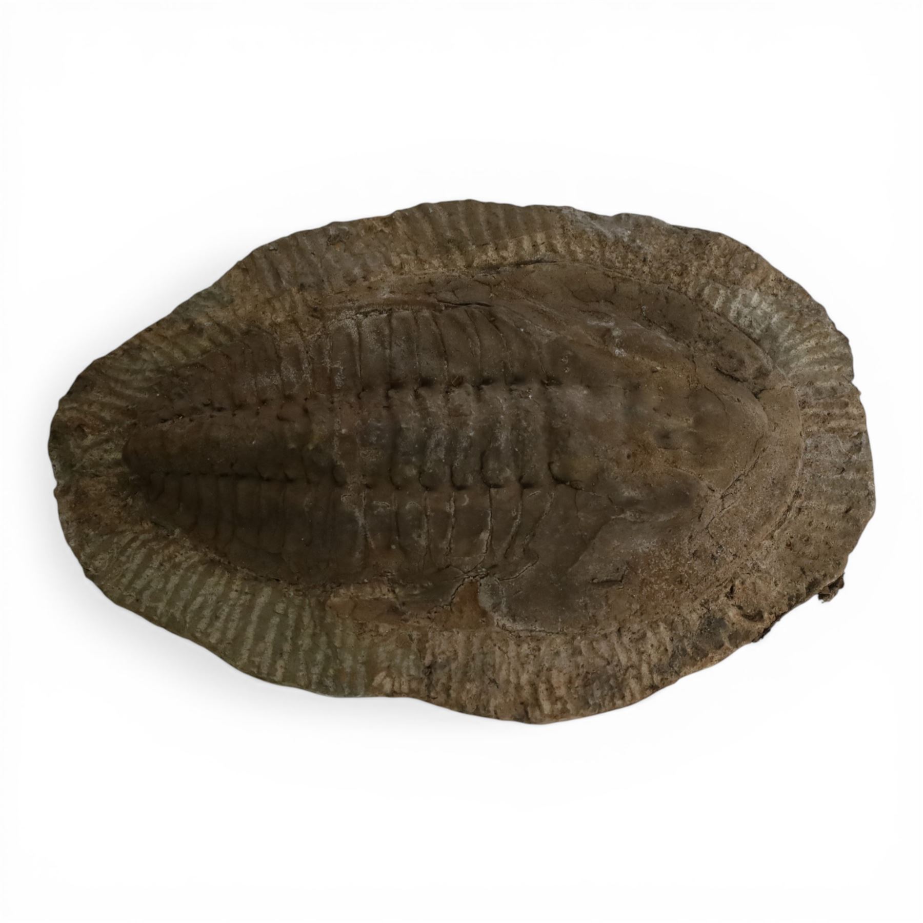 Three Trilobite specimens, comprising Selenopeltis buchhi, age Ordivician period, location Ktaoua formation Morocco, specimen L17cm, Callavia sp., age; Cambrian period location Atlantic coast Morocco, specimen L21cm and Cambropallas telesto, age Cambrian period, location Alnif Morocco, specimen L20cm