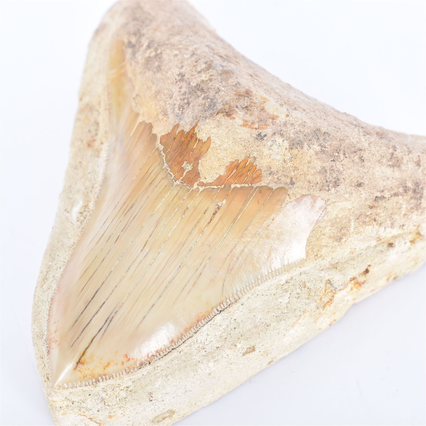 Large Megalodon (Otodus Megalodon) tooth fossil, with fine serrations in a matrix, age; Miocene period location; Java, Indonesia, H10cm, W11cm 
Notes; Believed to have grown as large as 18 metres, the Megalodon was the largest shark and one of the most dominant marine predators ever to have existed. It roamed the ancient seas for around 20 million years until their extinction around 3.6 million years ago. Megalodon teeth vary in colour and ton. influenced and coloured over the millennia by the conditions in which they are preserved