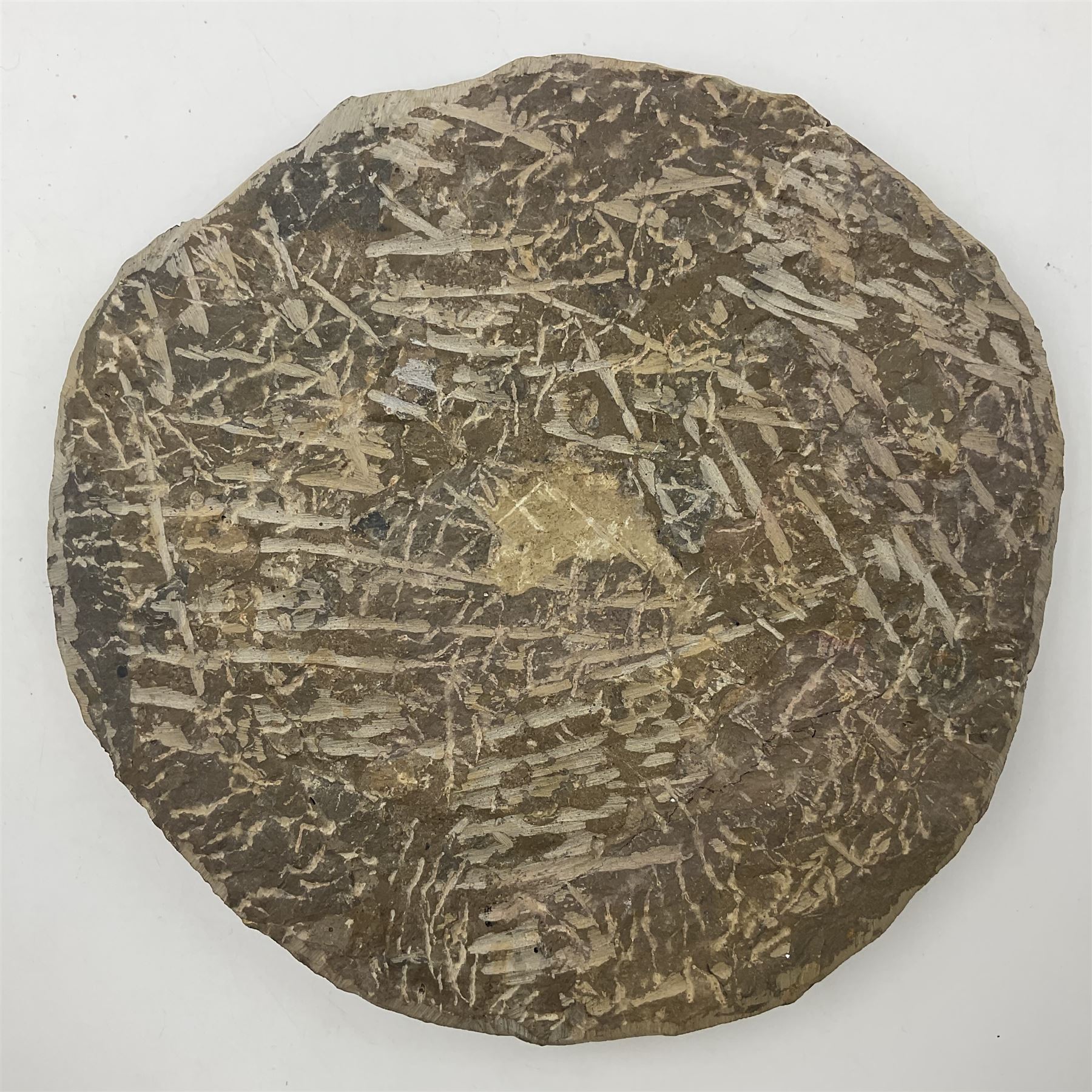 Montage group of trilobites in stone matrix, showing four Crotalocephalina gibba and one Dicranurus monstrosus to the centre, age; Devonian period, location; Morocco, D23cm 