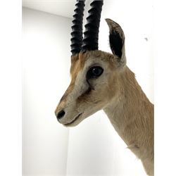 Taxidermy: Eastern Thomson's Gazelle (Eudorcas thomsoni) male, shoulder mount with head turning slightly to the left, right ear tip missing, left ear tip restored, H65cm