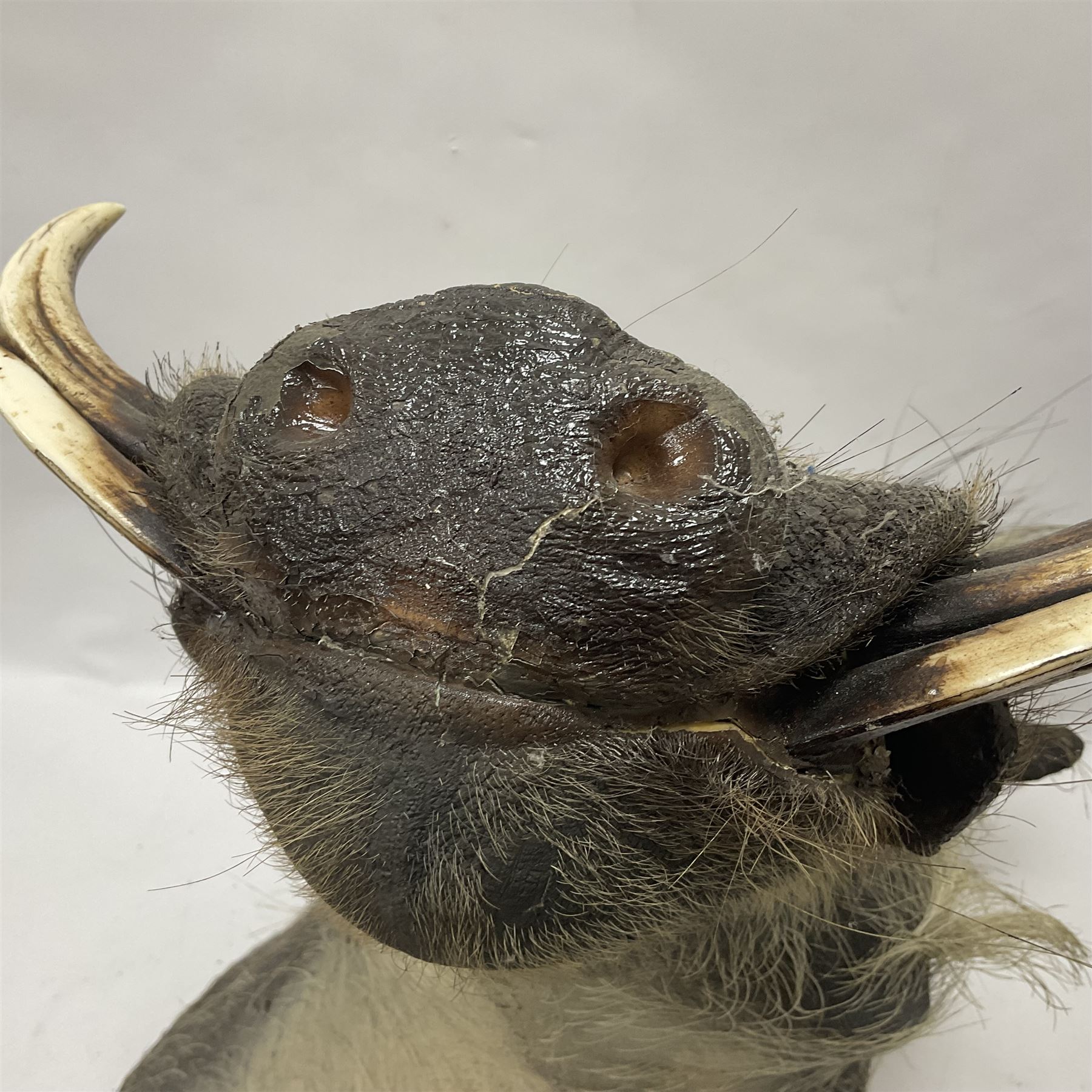 Taxidermy: A Common Warthog (Phacochoerus africanus), a large adult head mount looking straight ahead, D50cm