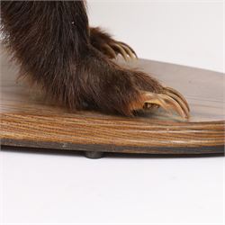 Taxidermy; European Badger (Meles meles), full adult mount on open display, upon a wooden oval base, H40cm
