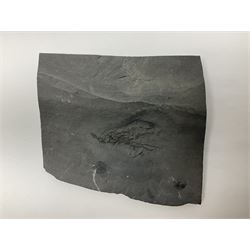 Two Crinoid slabs, age; Mississippian period, location; Gilmore City Formation, Iowa, largest slab H9cm, L10cm