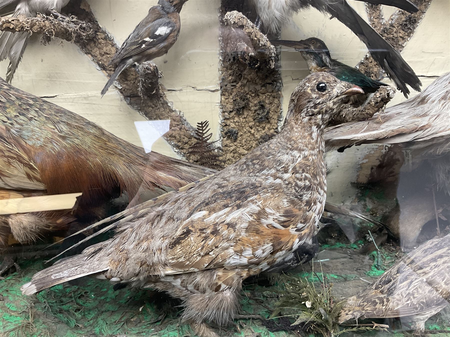 Taxidermy; cased bird diorama, to include Red-neck Pheasants (Phasianus colchicus) adult mounts hen and cock, Common Kestrel (Falco tinnunculus), Common Blackbird (Turdus merula), Starling (Sturnus vulgaris) and others,  in a naturalistic setting, encased within a single pane display case, H66cm, L97cm