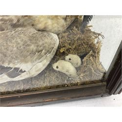 Taxidermy: 19th century cased display Red Fox (Vulpes vulpes) with pray, weasels (Mustela), Great Crested Grebe (Podiceps cristatus), and other birds in a naturalistic setting against a painted backboard, encased within an ebonised three pane display case, H56cm D38cm W113cm