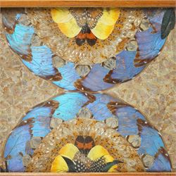 Entomology - Two Victorian South American Butterfly Wing Trays, each tray of rectangular form, protected by glazed panels, max 35cm x 52cm (2)
