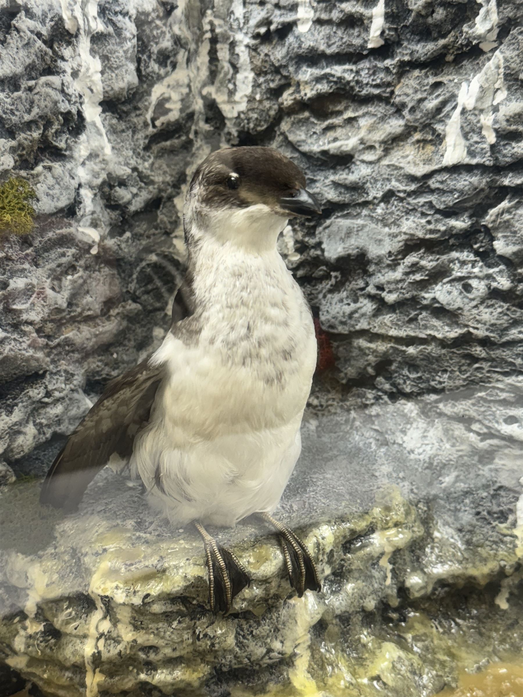 Taxidermy: Cased Little Auk (Alle alle), immature full mount, stood upon a painted faux rock ledge,the backdrop as a cliff with moss, enclosed within a ebonised angled four-glass display case, H32cm