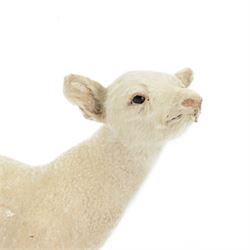 Taxidermy: Domestic Lamb (Ovis aries), full open display mount stood with head upturned to the right, H50cm, L45cm 