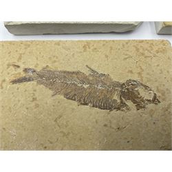 Four fossilised fish (Knightia alta) each in an individual matrix, age; Eocene period, location; Green River Formation, Wyoming, USA, largest matrix H7cm, L12cm