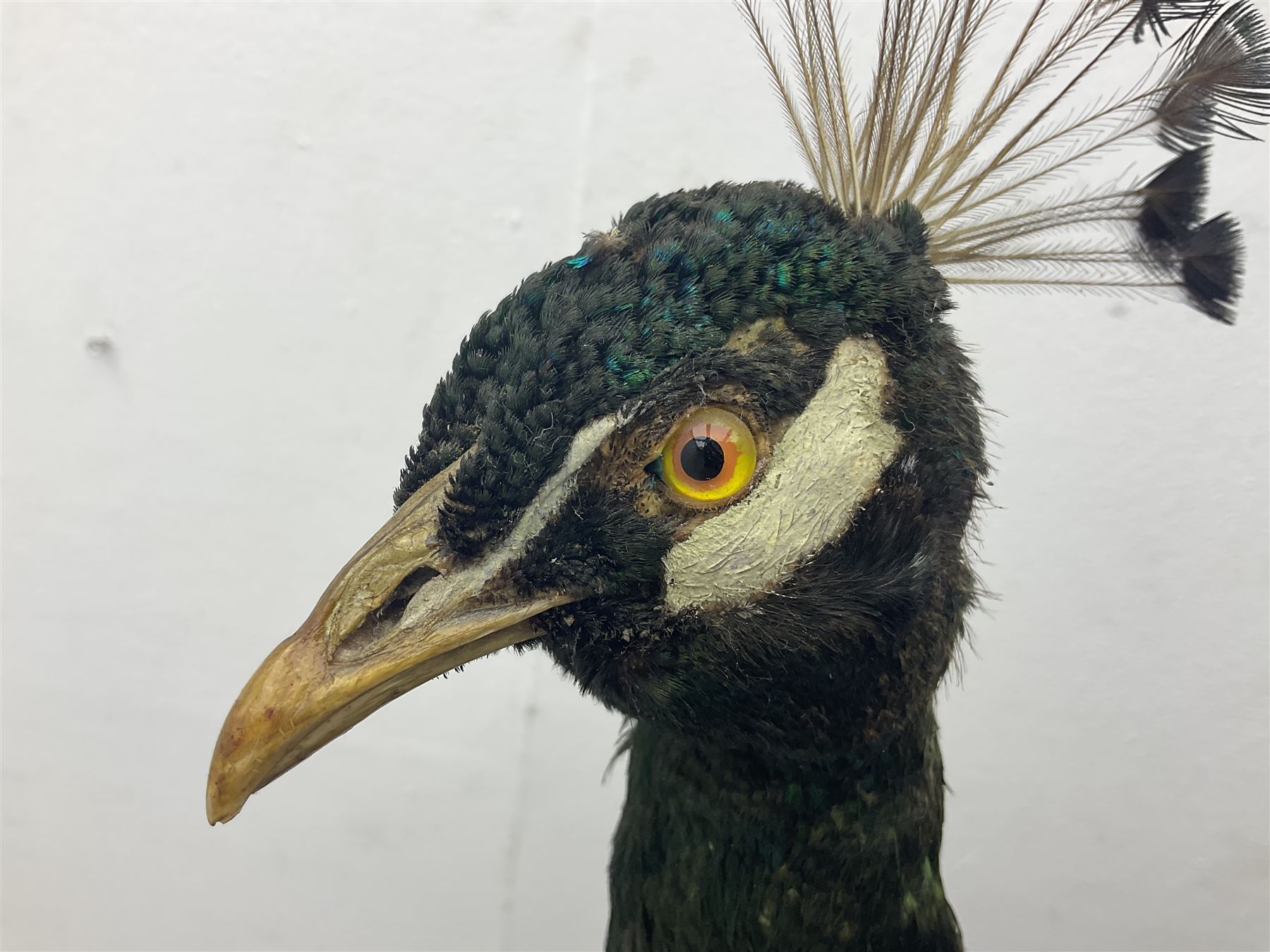 Taxidermy: Indian Peacock (Pavo cristatus), full mount adult cock bird facing forward, with tail hanging below, mounted upon an ebonised plinth, H140cm