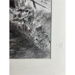 Andy Hawkins (British Contemporary): Shaded Woodland Path, charcoal signed 78cm x 56cm 