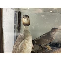 Taxidermy: 19th century cased display Red Fox (Vulpes vulpes) with pray, weasels (Mustela), Great Crested Grebe (Podiceps cristatus), and other birds in a naturalistic setting against a painted backboard, encased within an ebonised three pane display case, H56cm D38cm W113cm